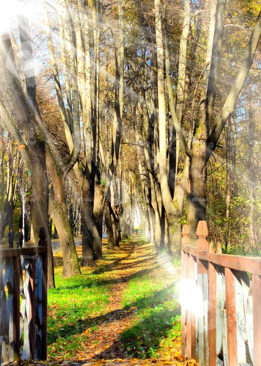 Autumn.  A park.  Wooden bridge.  Path.  Autumn colors.