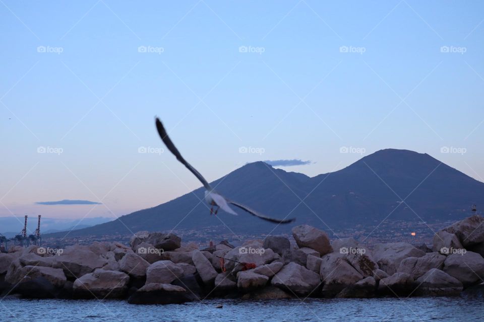 Seagull and vezuvio volcano 