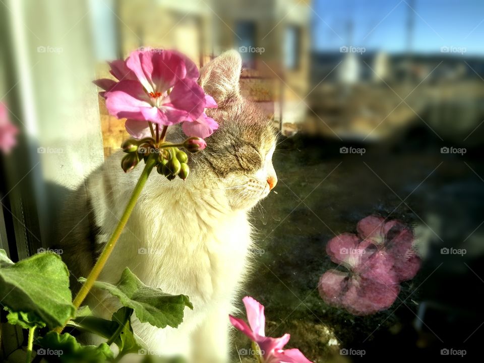 time to reflect by foaр missions the cat under the window is basking in the sun, it's spring outside!