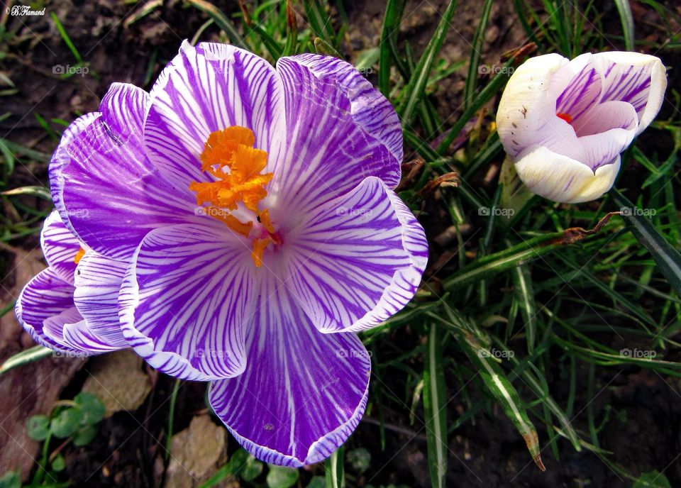 Crocus