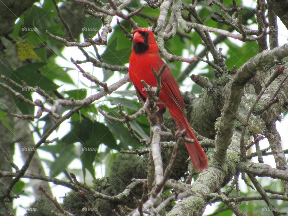 Cardinal