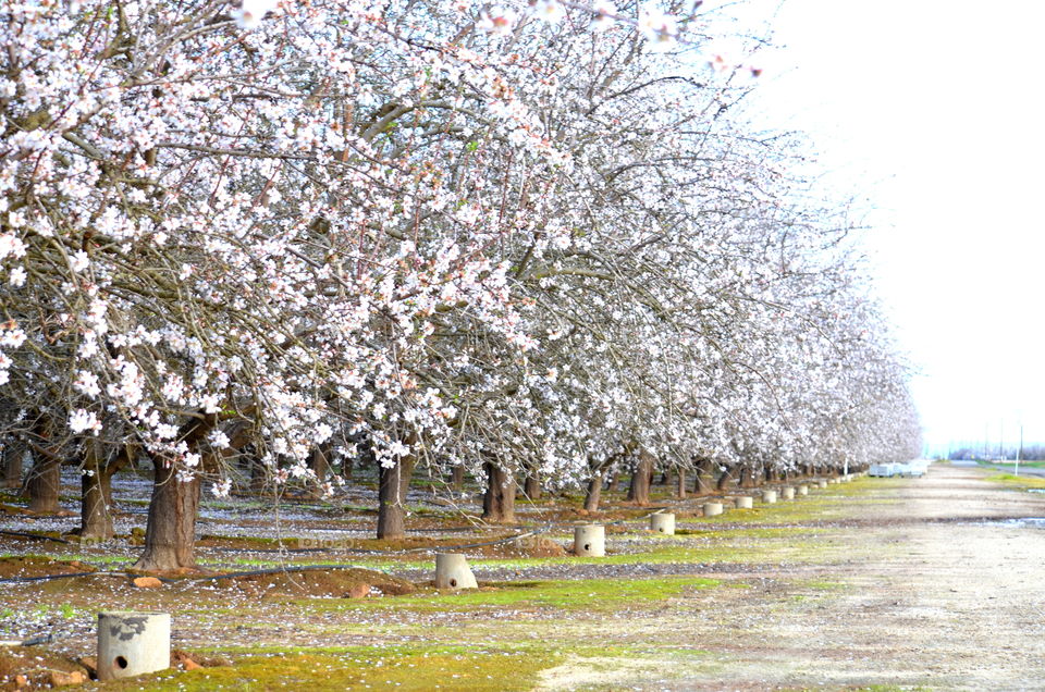 Spring orchard