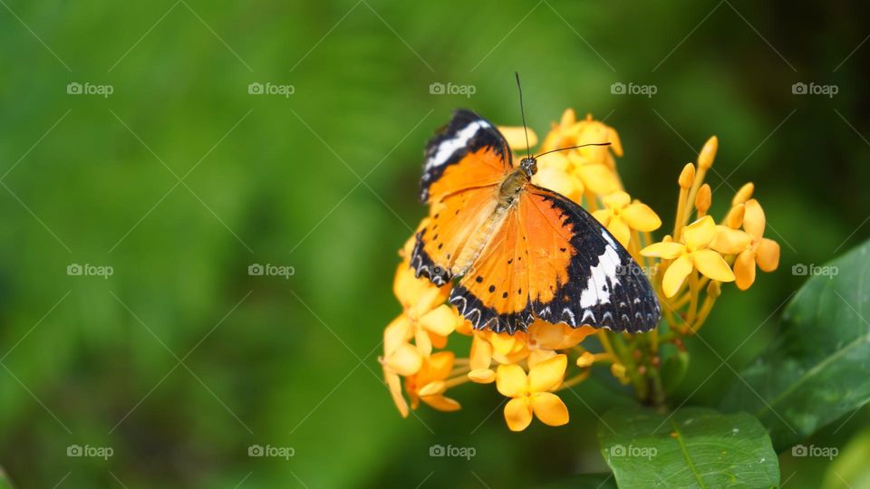 Happiness is like a butterfly: the more you chase it, the more it will elude you, but if you turn your attention to other things, it will come and sit softly on your shoulder.
-J. Richard Lessor