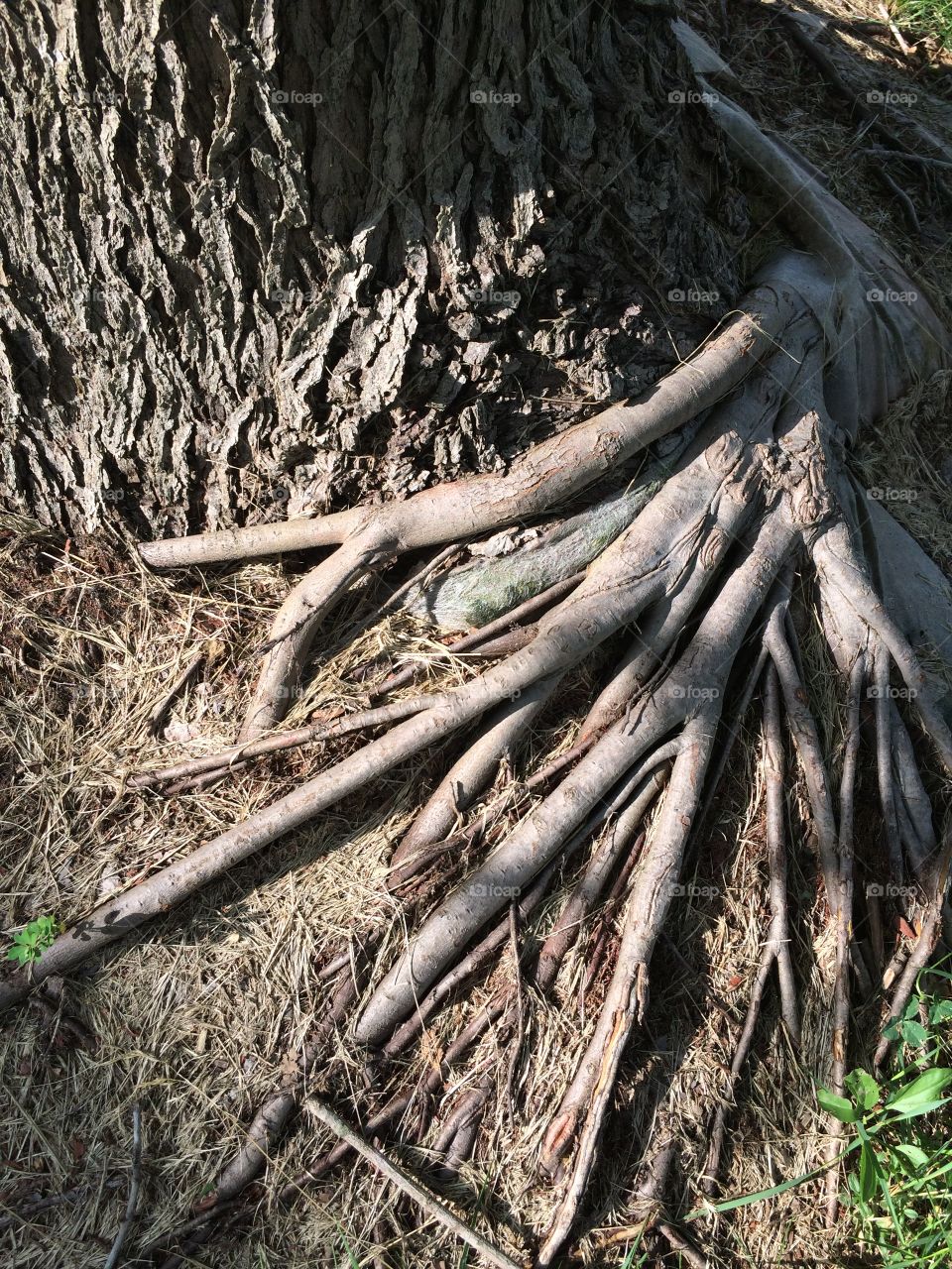 Roots
