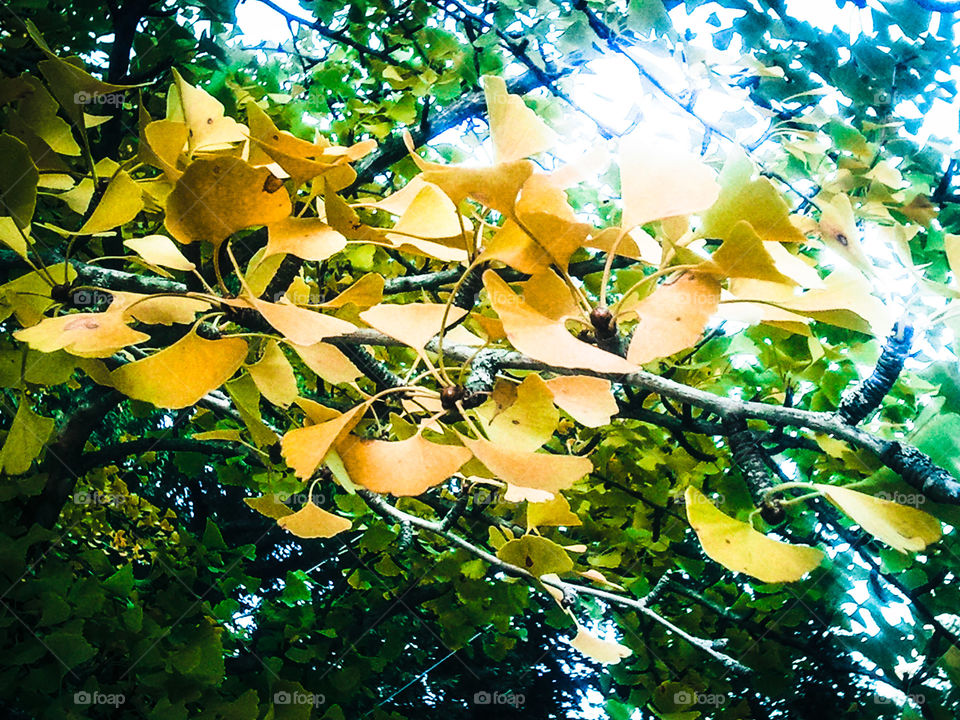 Gingko Fall. A Gingko tree in the fall.