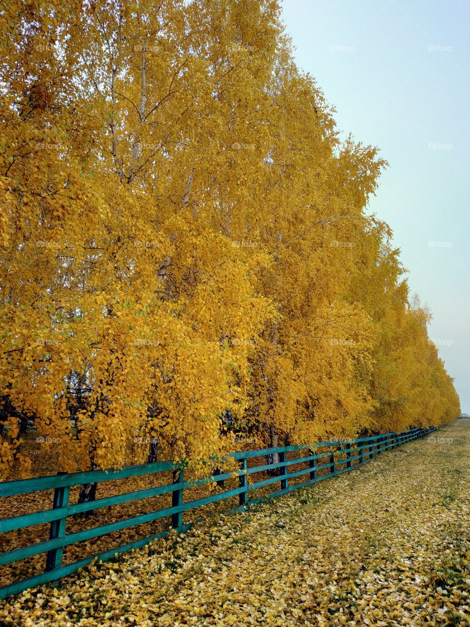 Autumn in Siberia