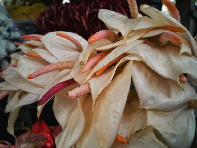 White anthurium