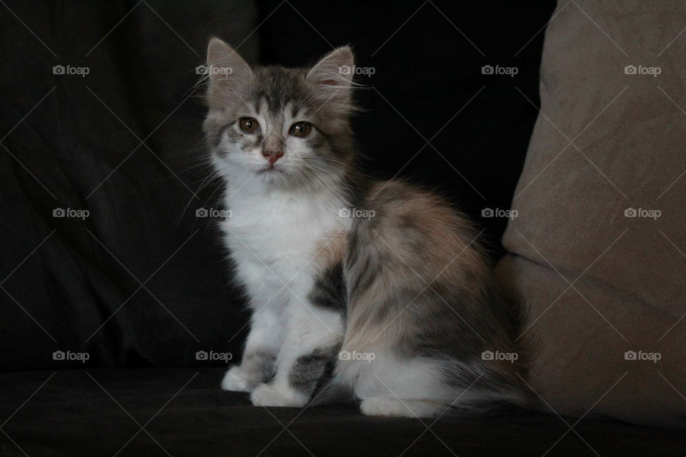 Kitty portrait