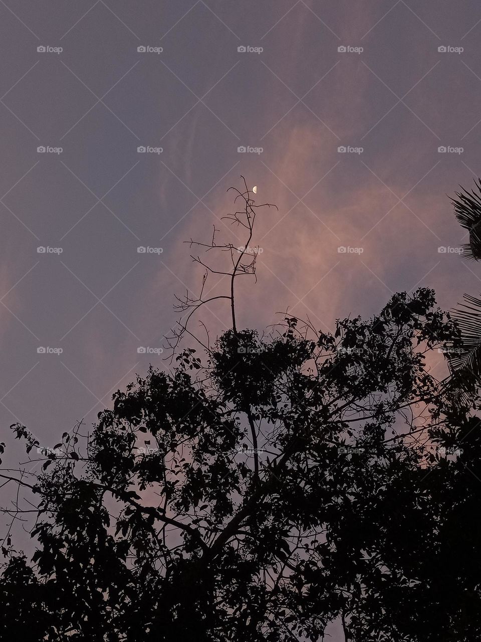 moon with branch