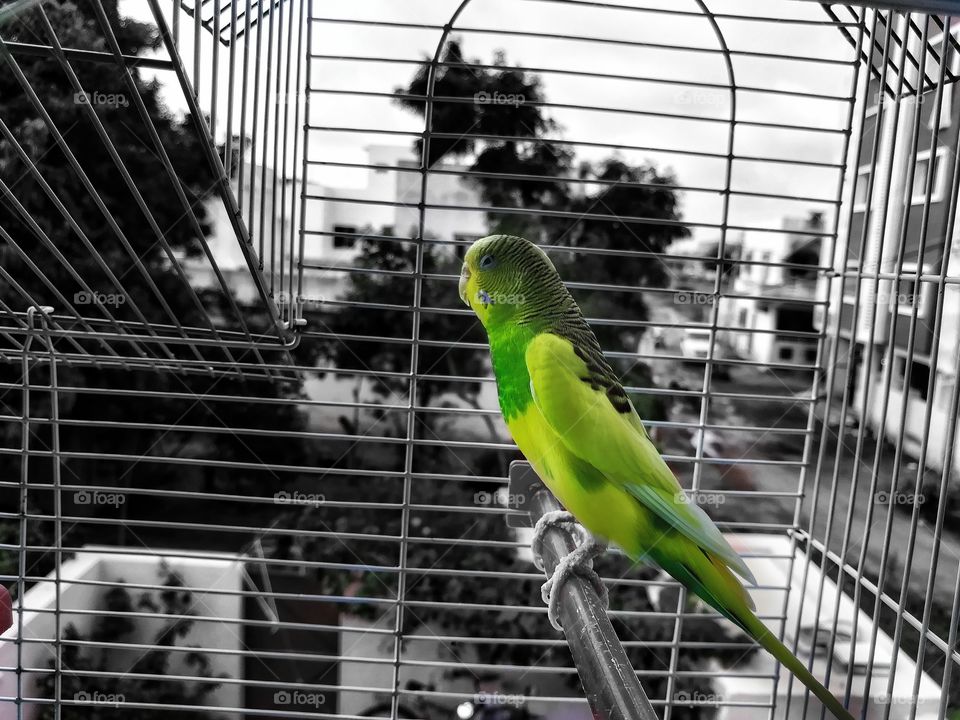Beautiful parrot at home.