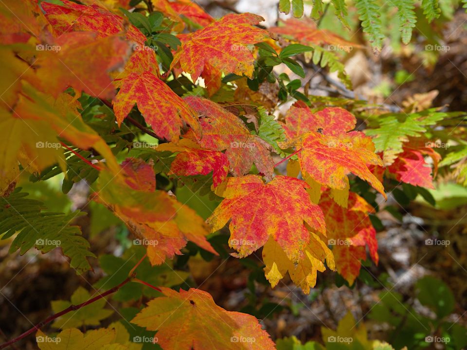 Bright maple leaves changing to their brilliant fall colors of red, orange, yellow, and gold. 