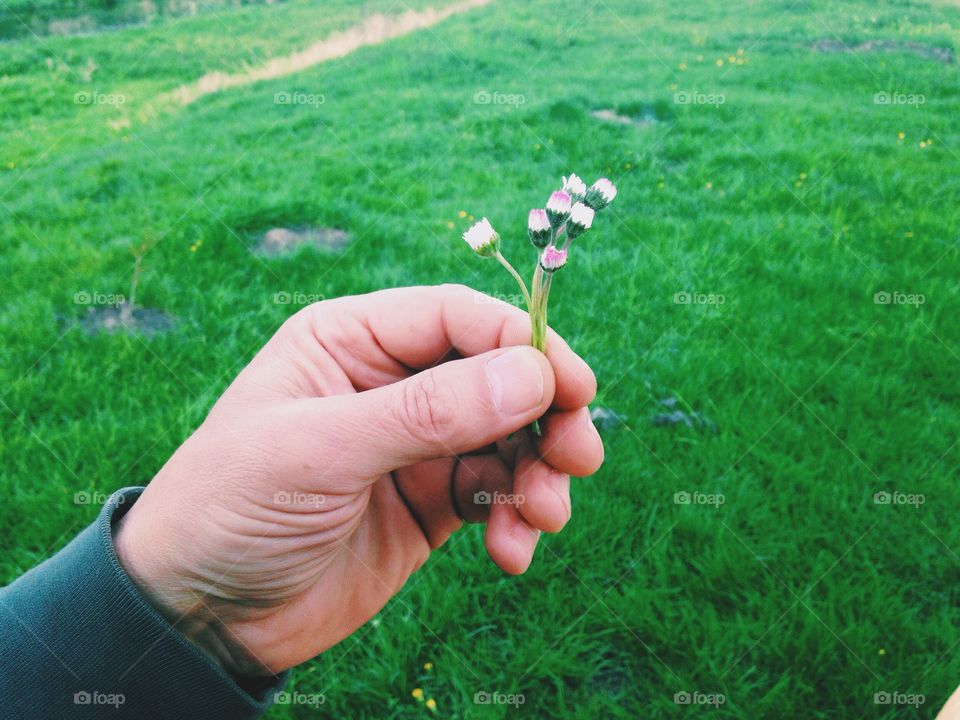 Man hand holding little white flower  