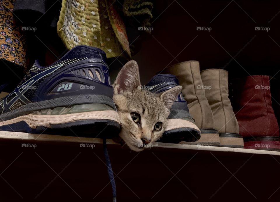 Kittens head peeking out from a row of shoes in the closet.