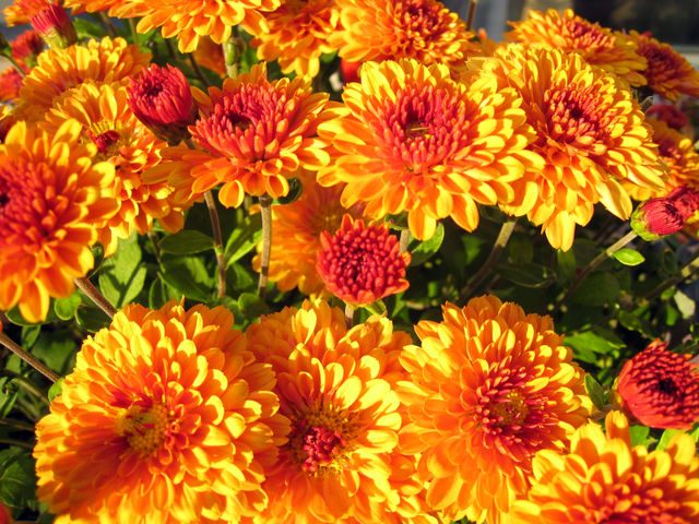 flowers macro colorful intense by vincentm