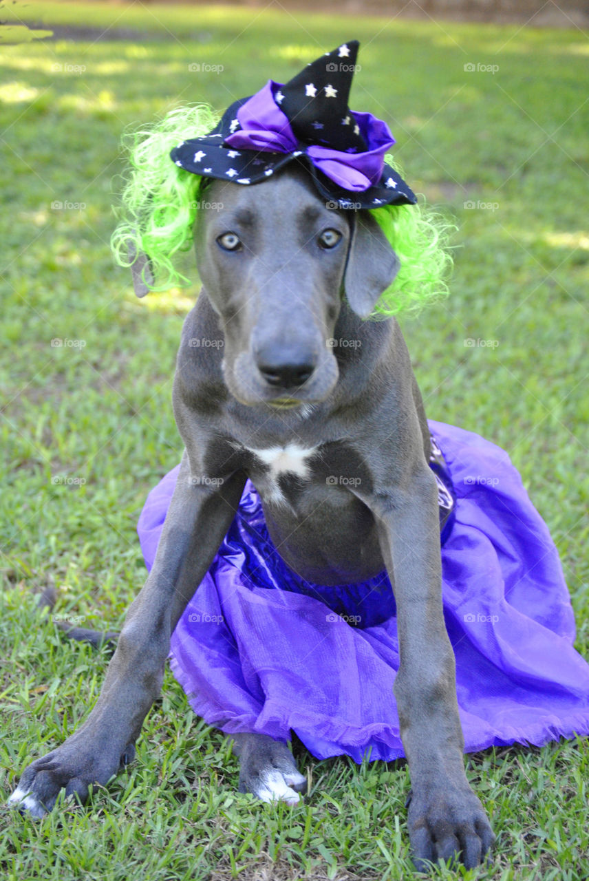 Great Dane dressed as a green haired witch 