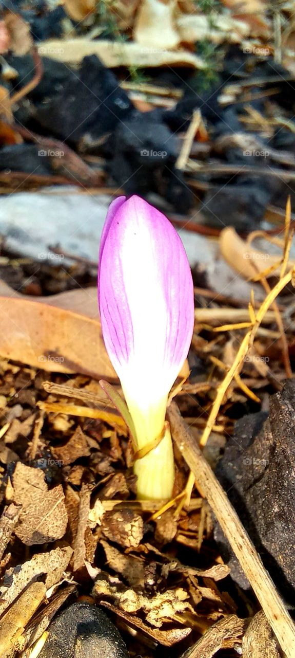 Colchicum autumnale