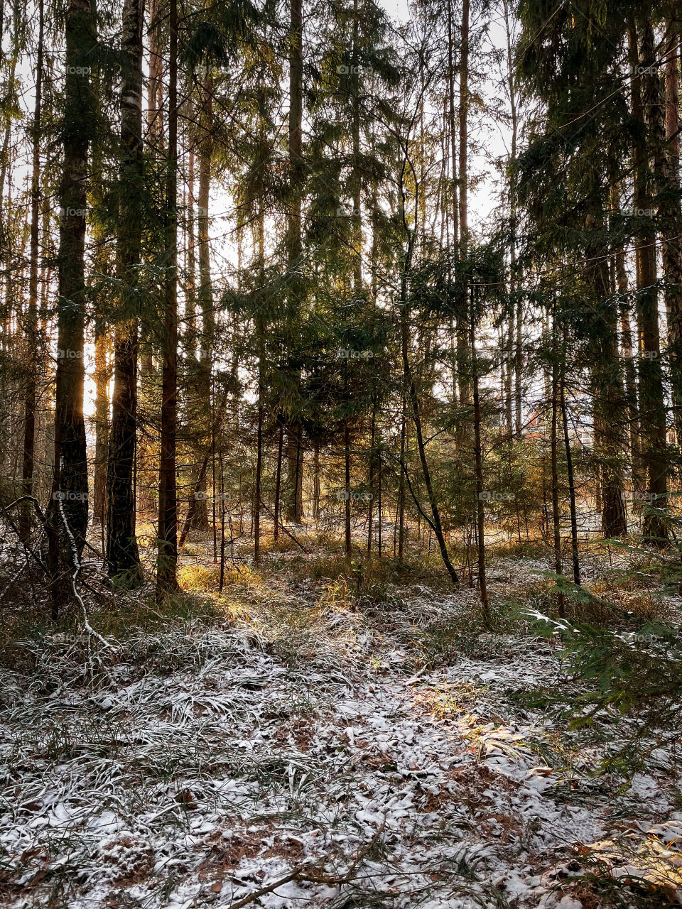 Winter landscape in sunny forest in December 