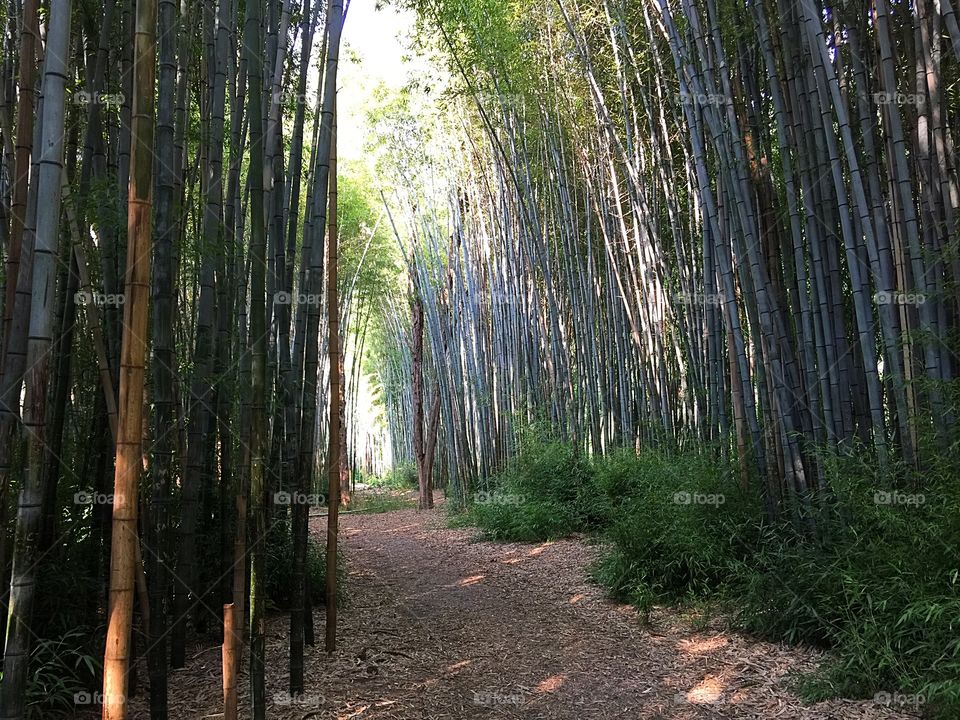 A walk through the Bamboo forest