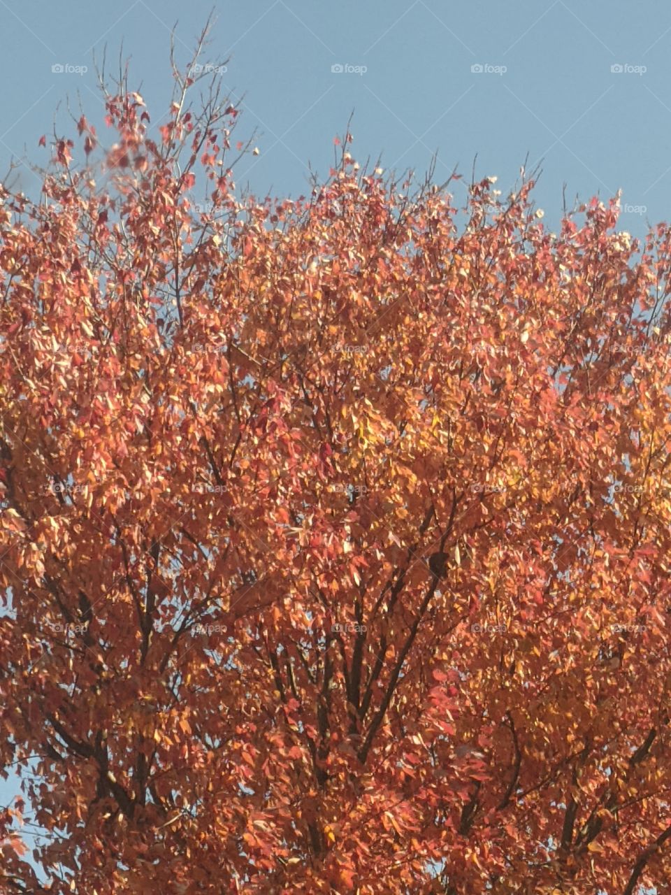 Autumn beauty ❤️❤️❤️🦋 Autumn is the beautiful season that adds it's elegance with the colour "Orange" mostly and it's so so cool and splendid ❤️❤️❤️👍