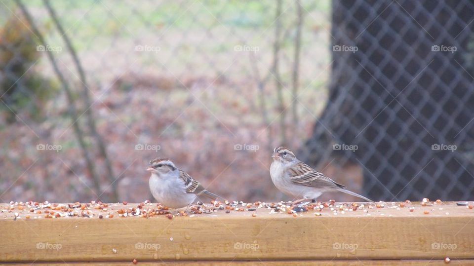 Birds eating on deck