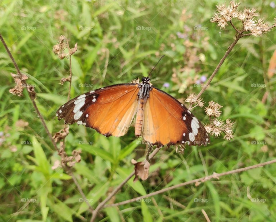 butterfly image