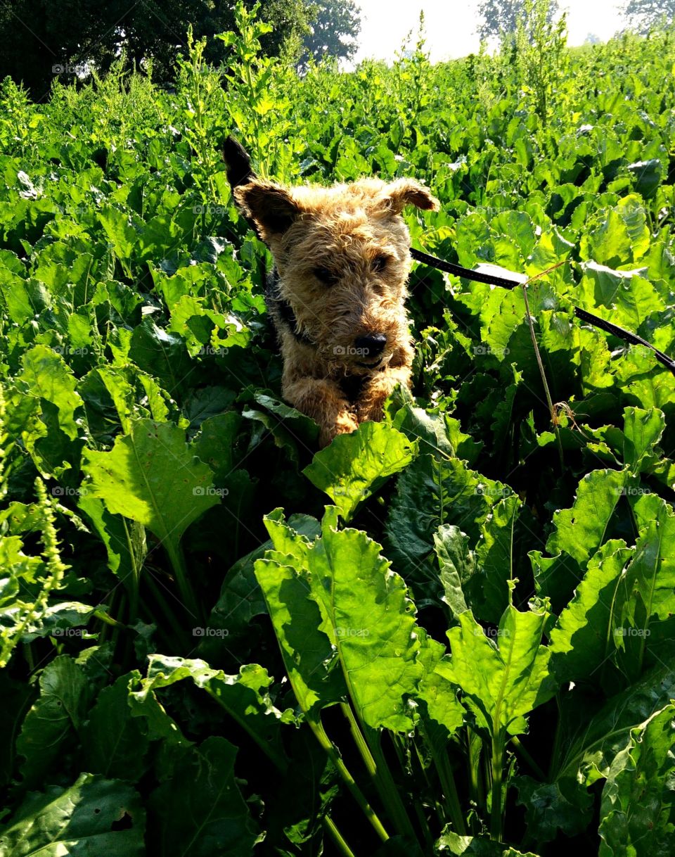 Welsh-Terrier
