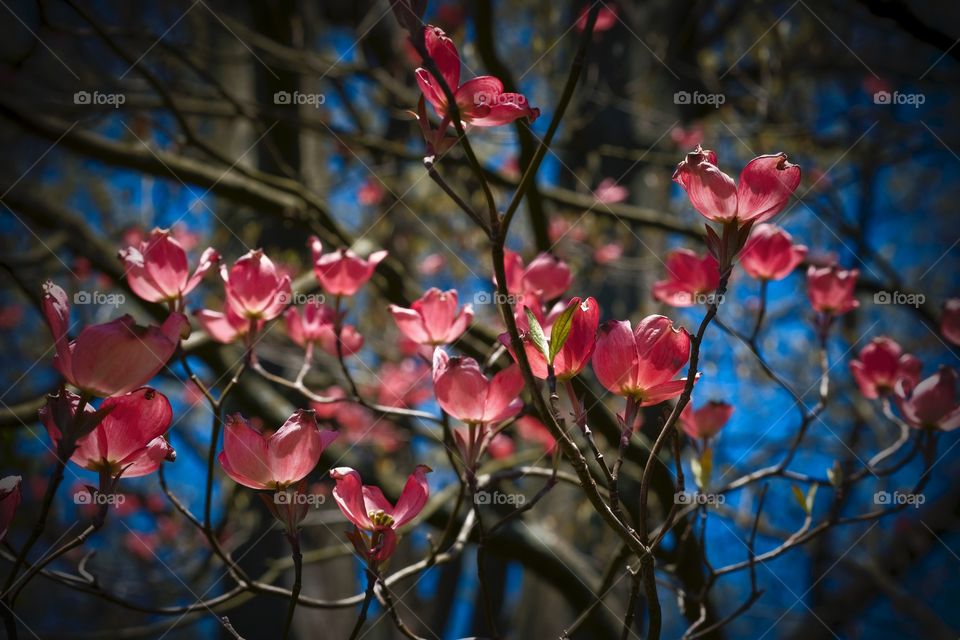 Spring blooms