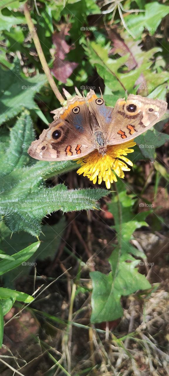 Daytime peacock's eye