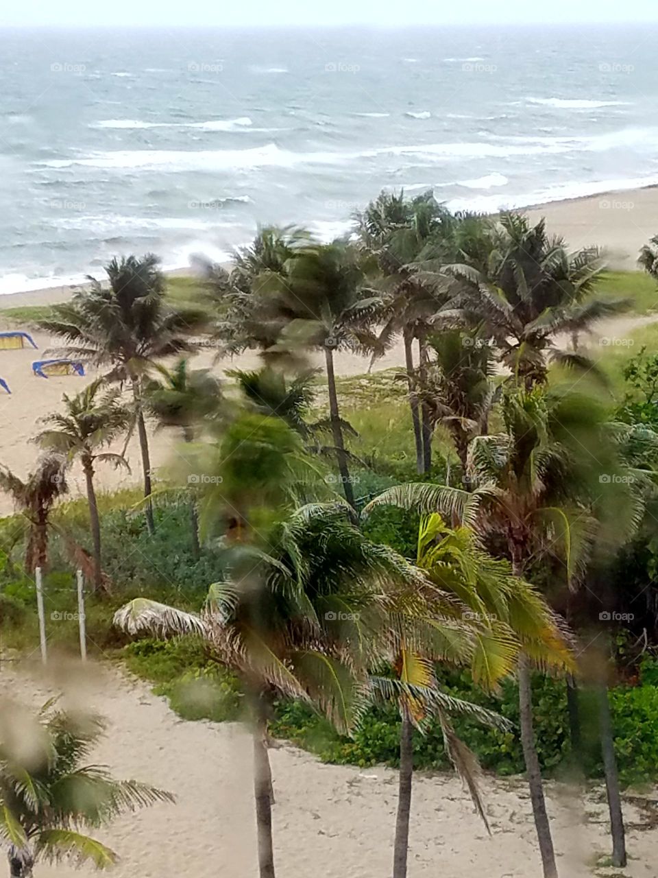 Palm trees blowing with grass beach cover after a rain storm. The waves are still rough with white caps which makes for this amazing photo!