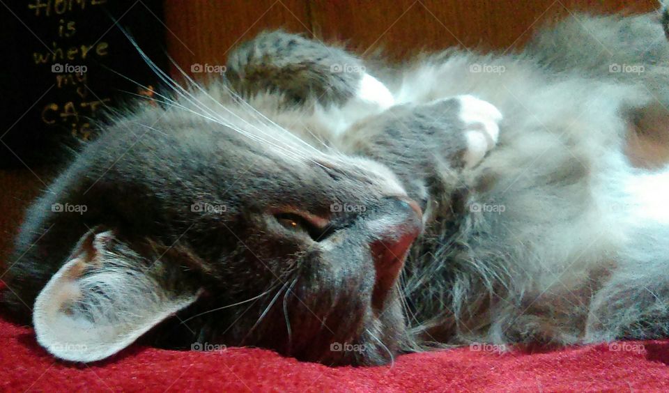 cat sleeping upside down