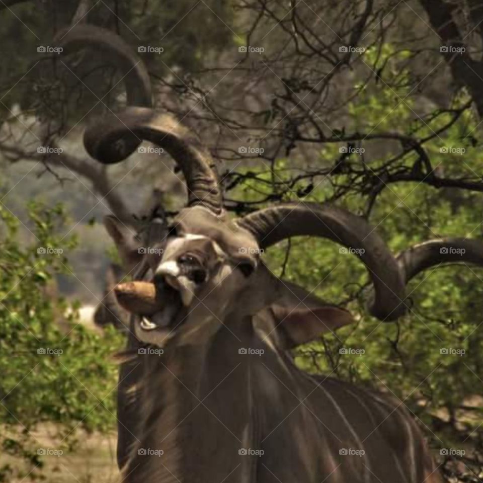 Beautiful greater Kudu at Ruaha National park