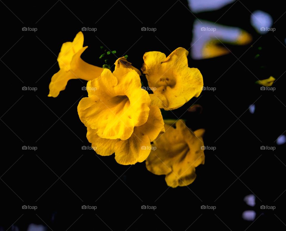 Floral photography  - yellow trumpet