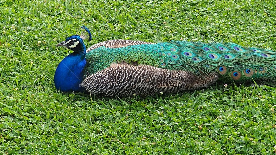 Peacock