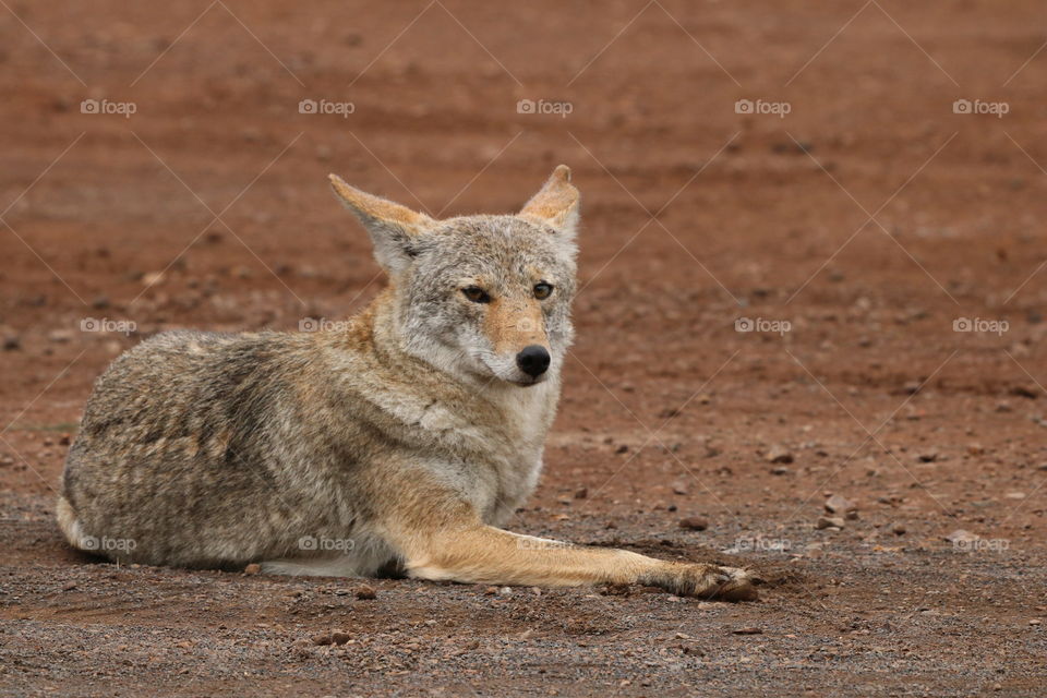 Coyote calmly laying on a ground , monochromatic, natural colors