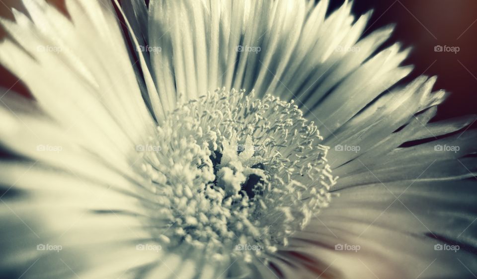 Flower close-up designed image. 