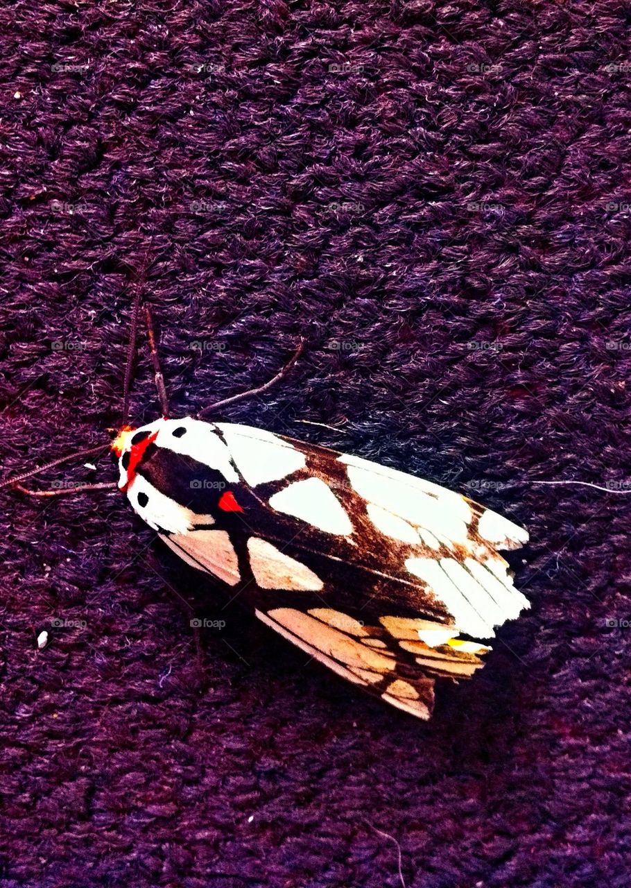 A moth