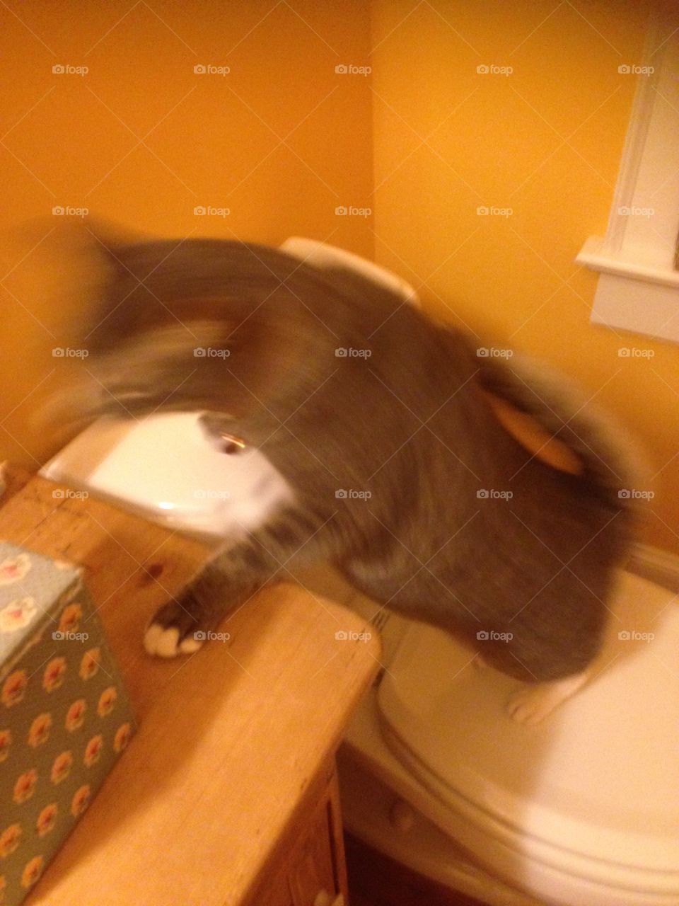 A cat in motion 