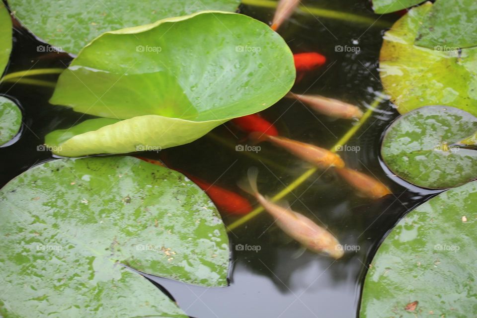 Goldfish in the fish pond