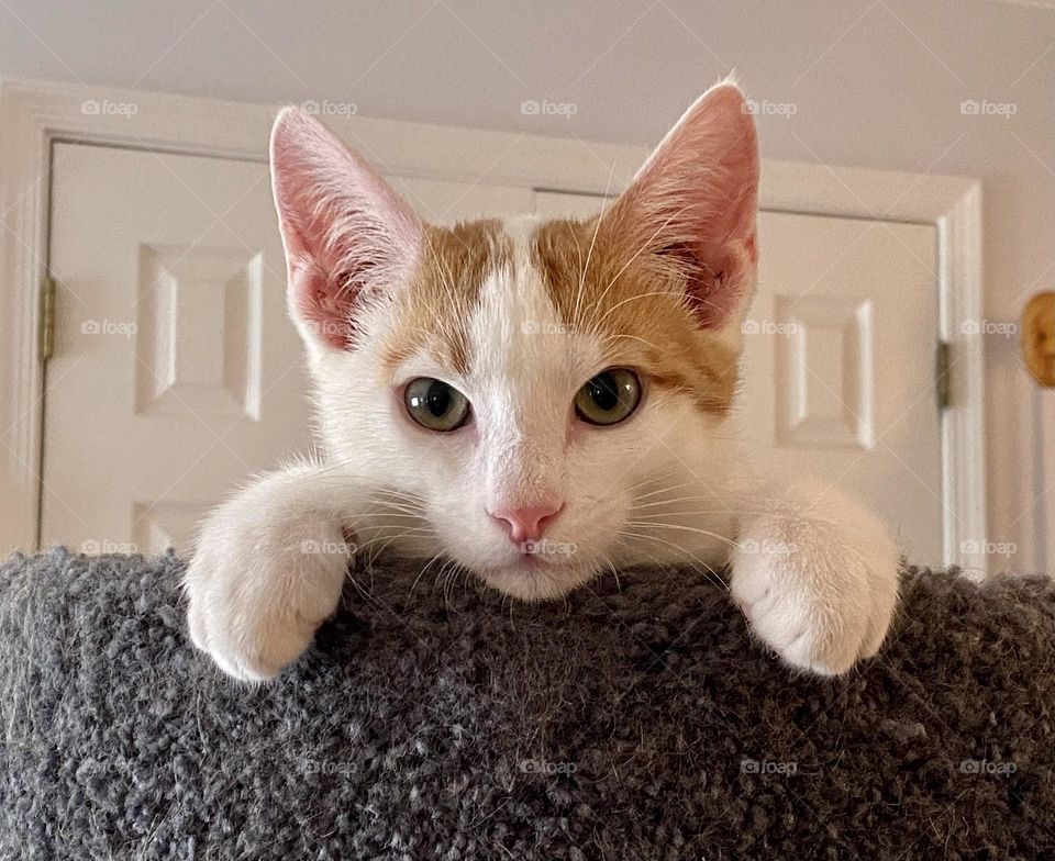 An orange and white kitten peering over the edge of a cat tree