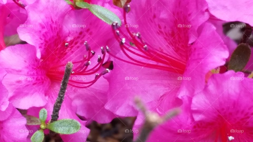 Azaleas . transplanted like me