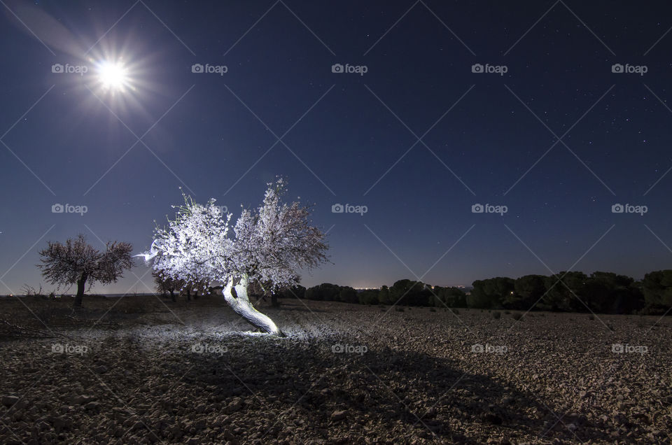 Illuminated tree in field