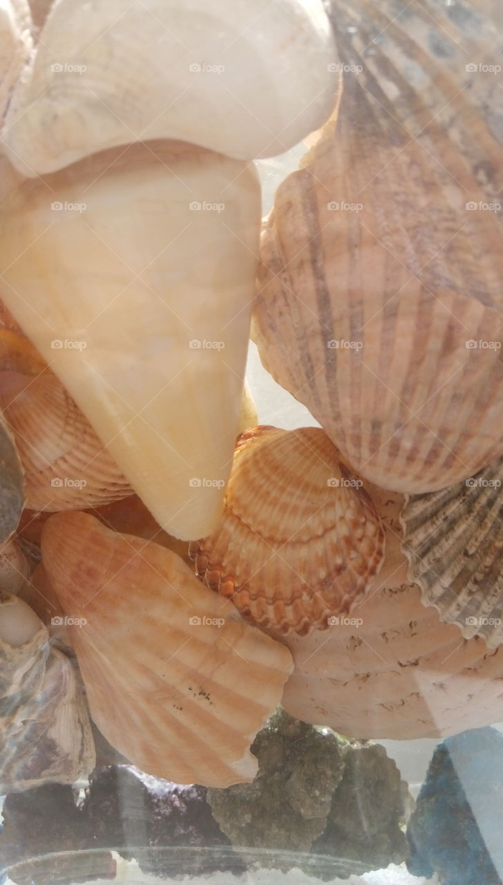seashells
