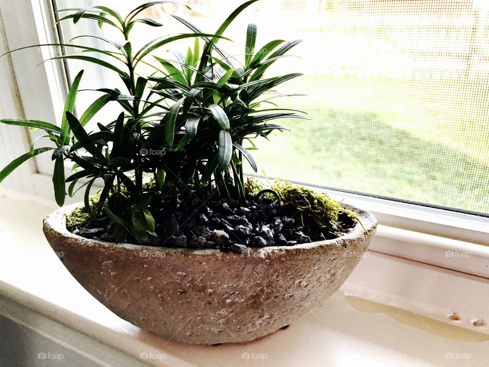 Bonsai in Sunlight