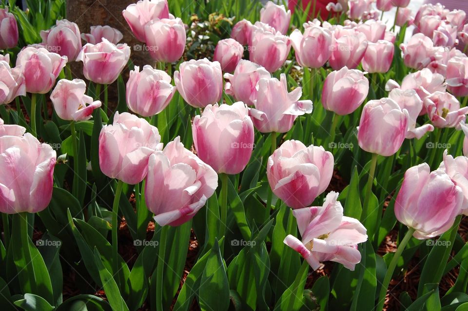 Pink Tulips