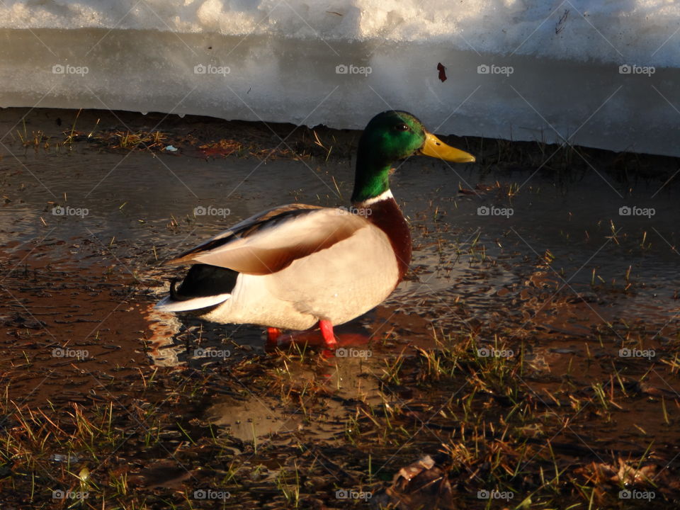 Duck in the wet grass
