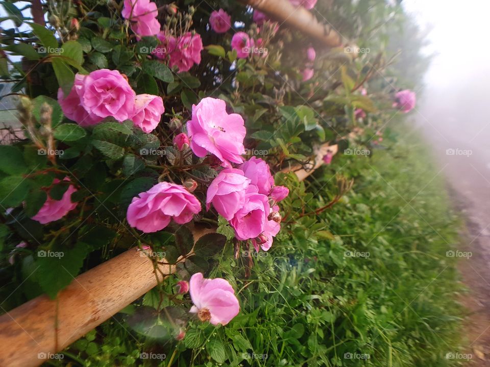 Rose fence with mist in the morning.