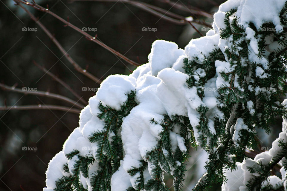 Add some salt on the trees! The snow serves an accent! I love Winter too! 