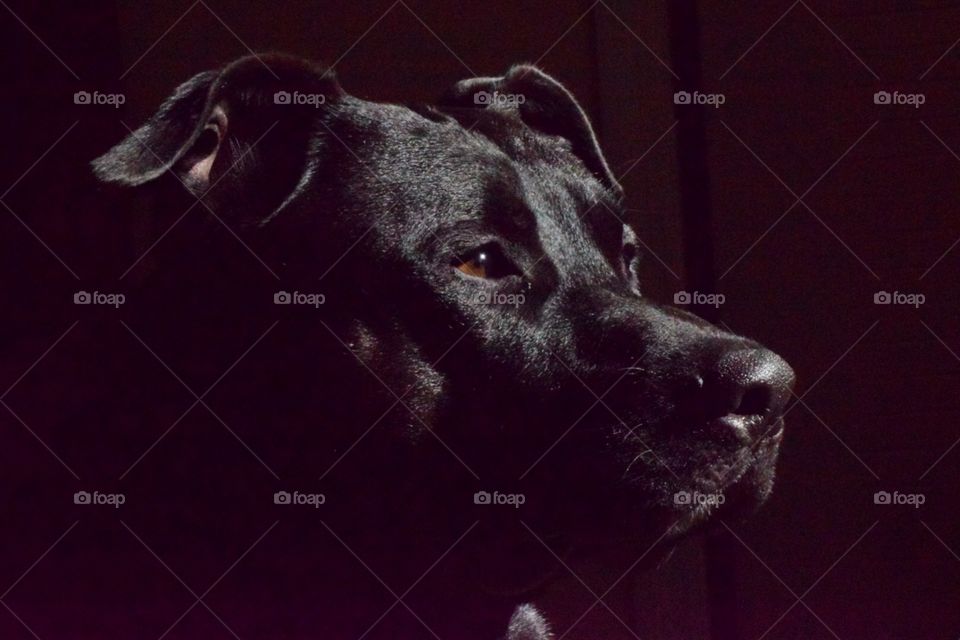 Black dog, pit bull/ German Shepard mix