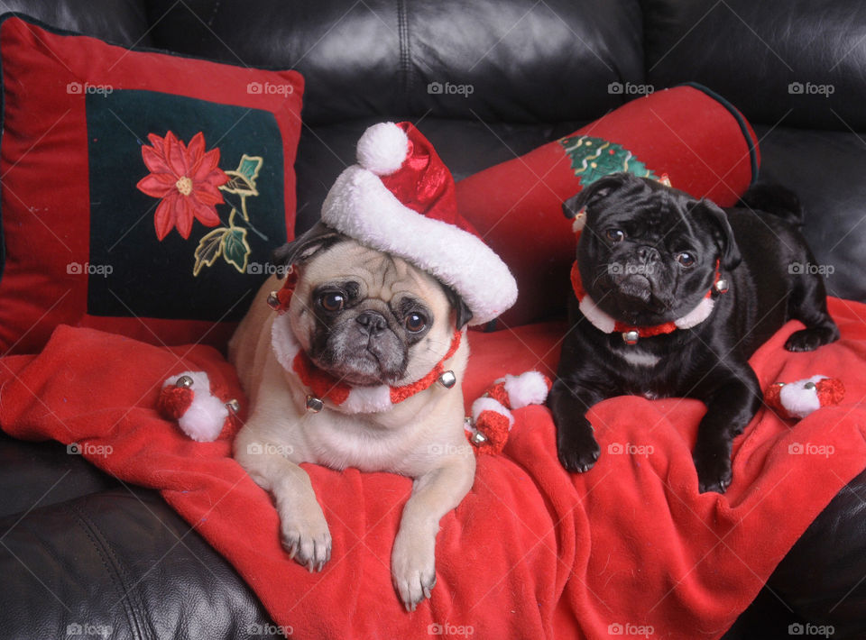 Merry Christmas pugs!!