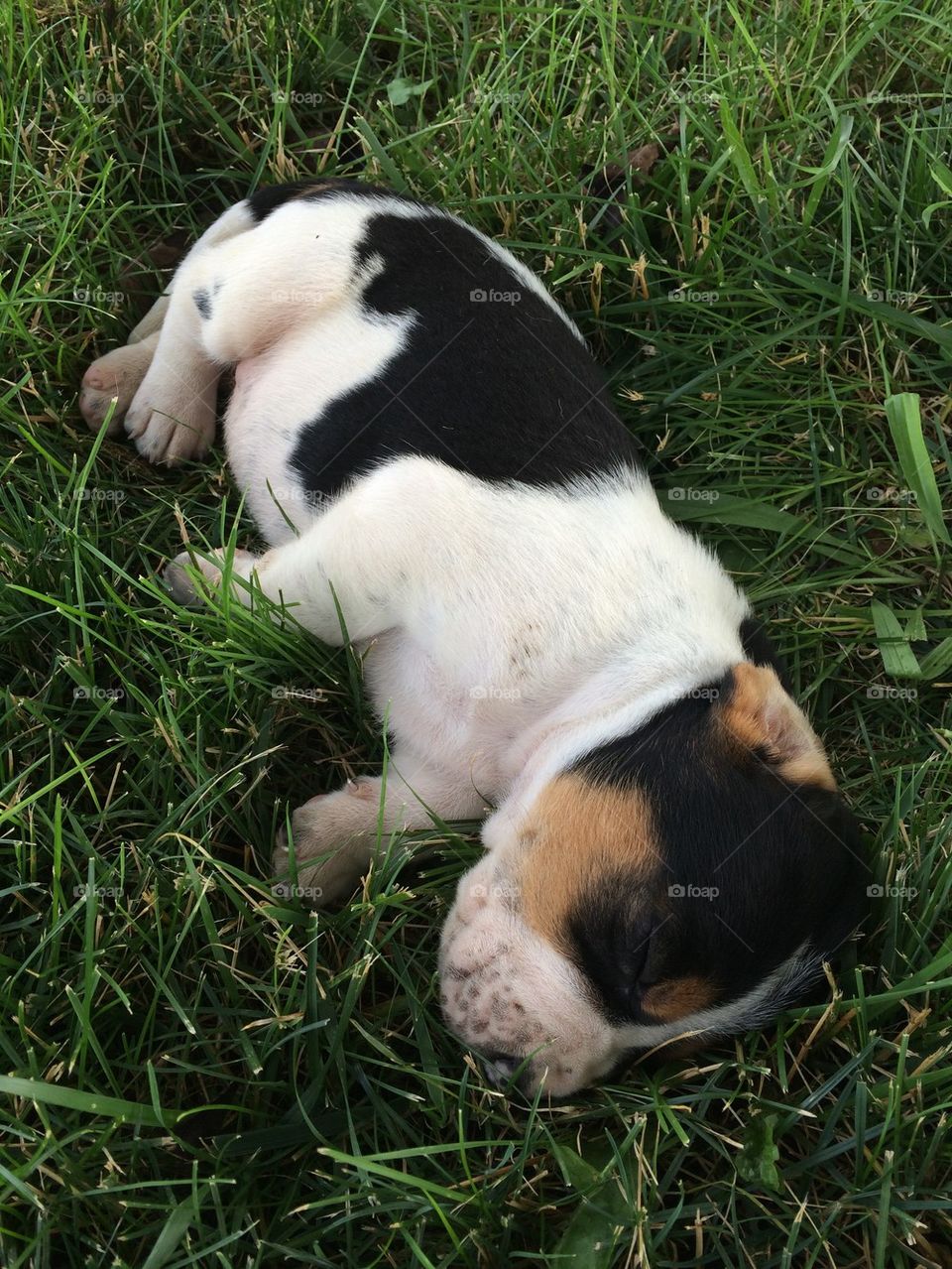High angle view of dog sleeping on grass